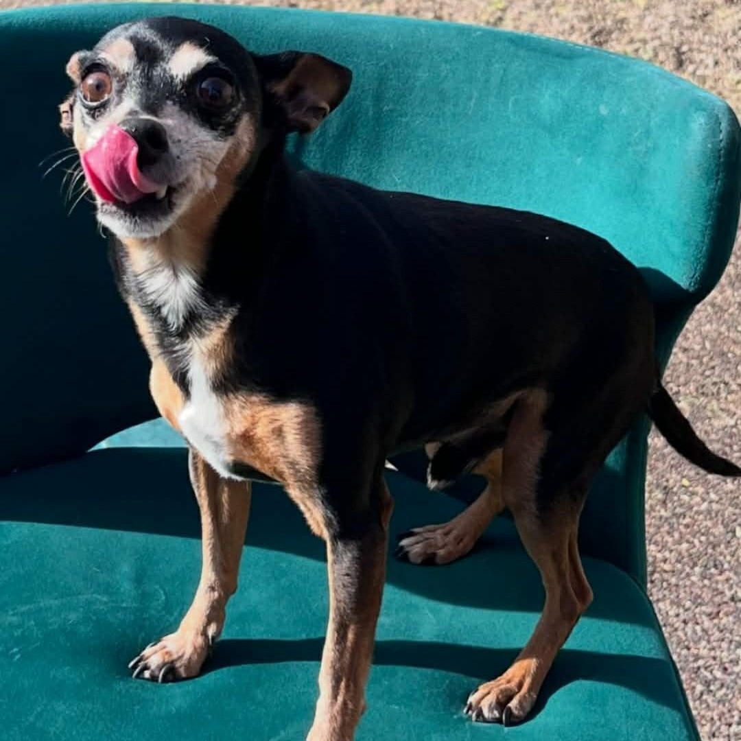 Enlarge DOBIE , a ADOPTABLE mixed breed in Marana, AZ image 2/4