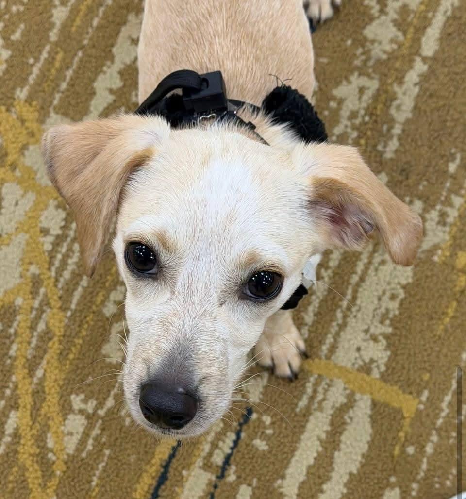 Cashew, Adopted, Young Male Chihuahua.