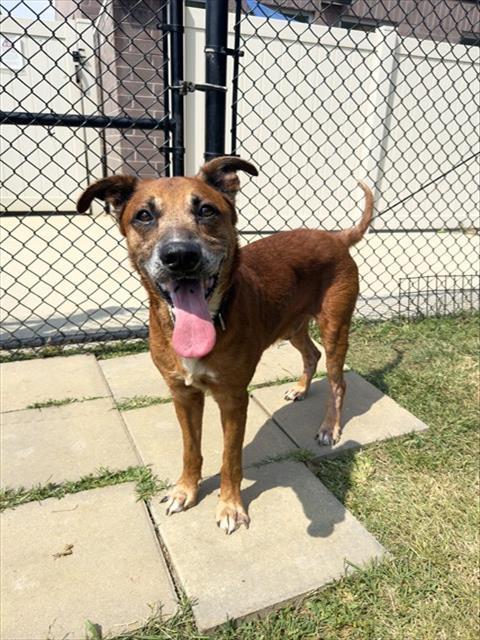 HAPPY, Adoptable, Adult Male German Shepherd Dog & Mixed Breed.