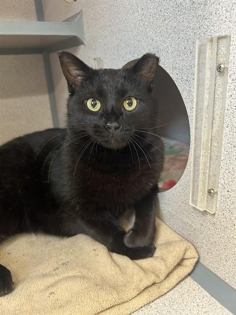 Enlarge HALO, a Adoptable Domestic Short Hair in Aliquippa, PA image 1/1
