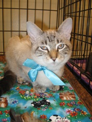 Enlarge Sparta, a Adopted mixed breed in League City, TX image 1/1