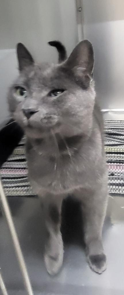 Bluey, Adopted, Adult Female Domestic Short Hair.