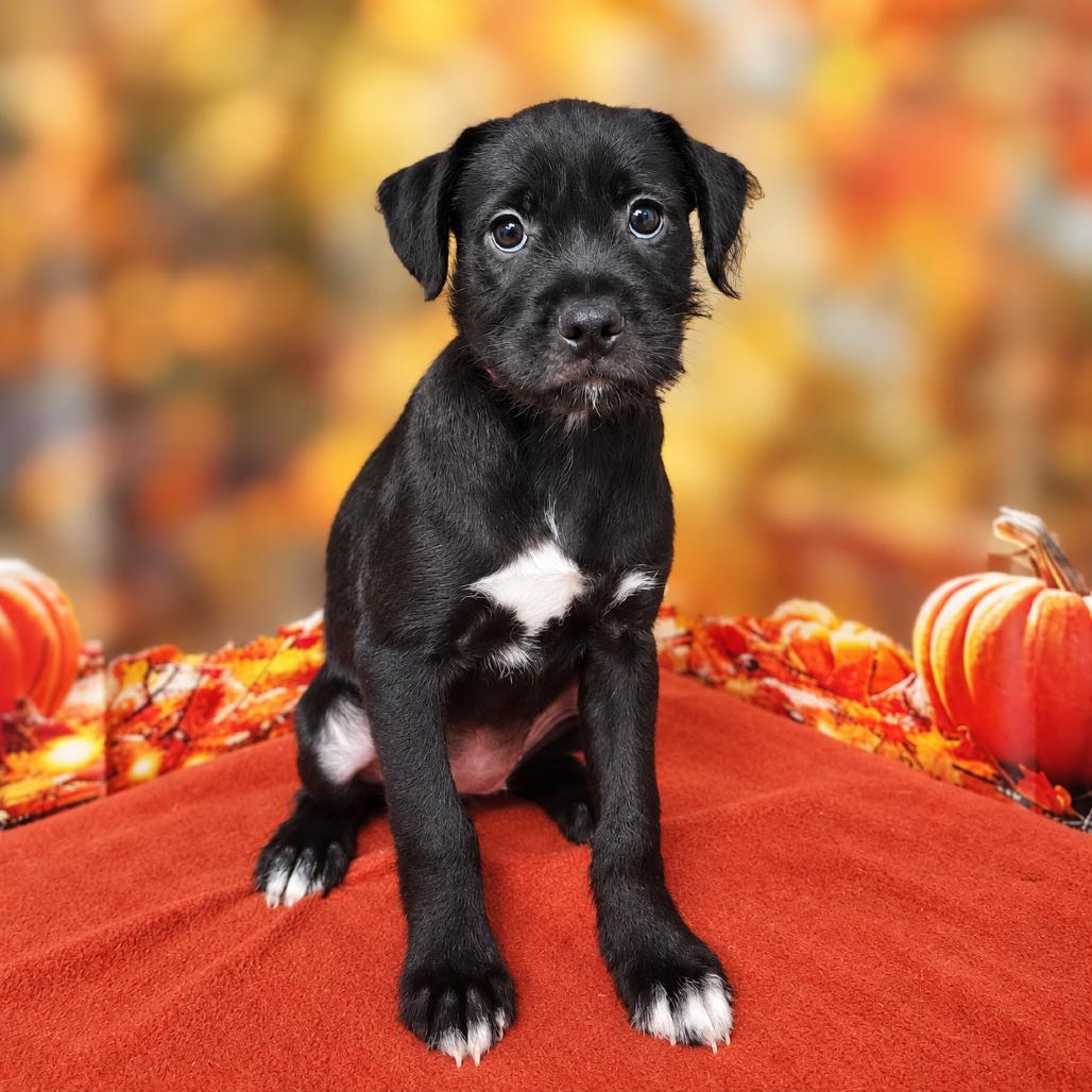 Emmalyn, Adoptable, Puppy Female Poodle & Mixed Breed.