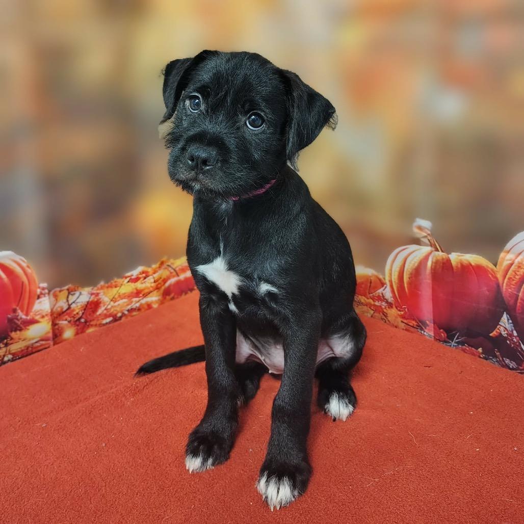 Enlarge Emmalyn, a Adoptable mixed breed in Griswold, CT image 2/4