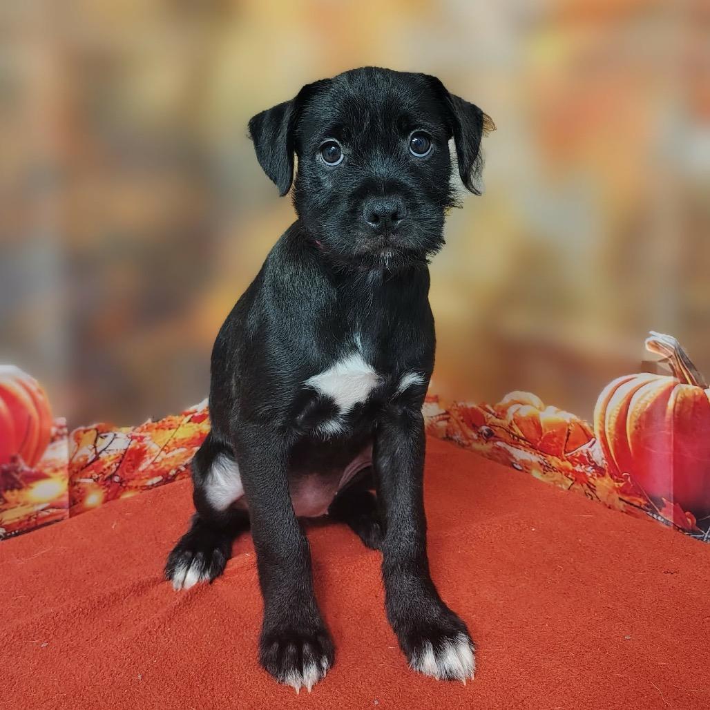 Enlarge Emmalyn, a Adoptable mixed breed in Griswold, CT image 3/4