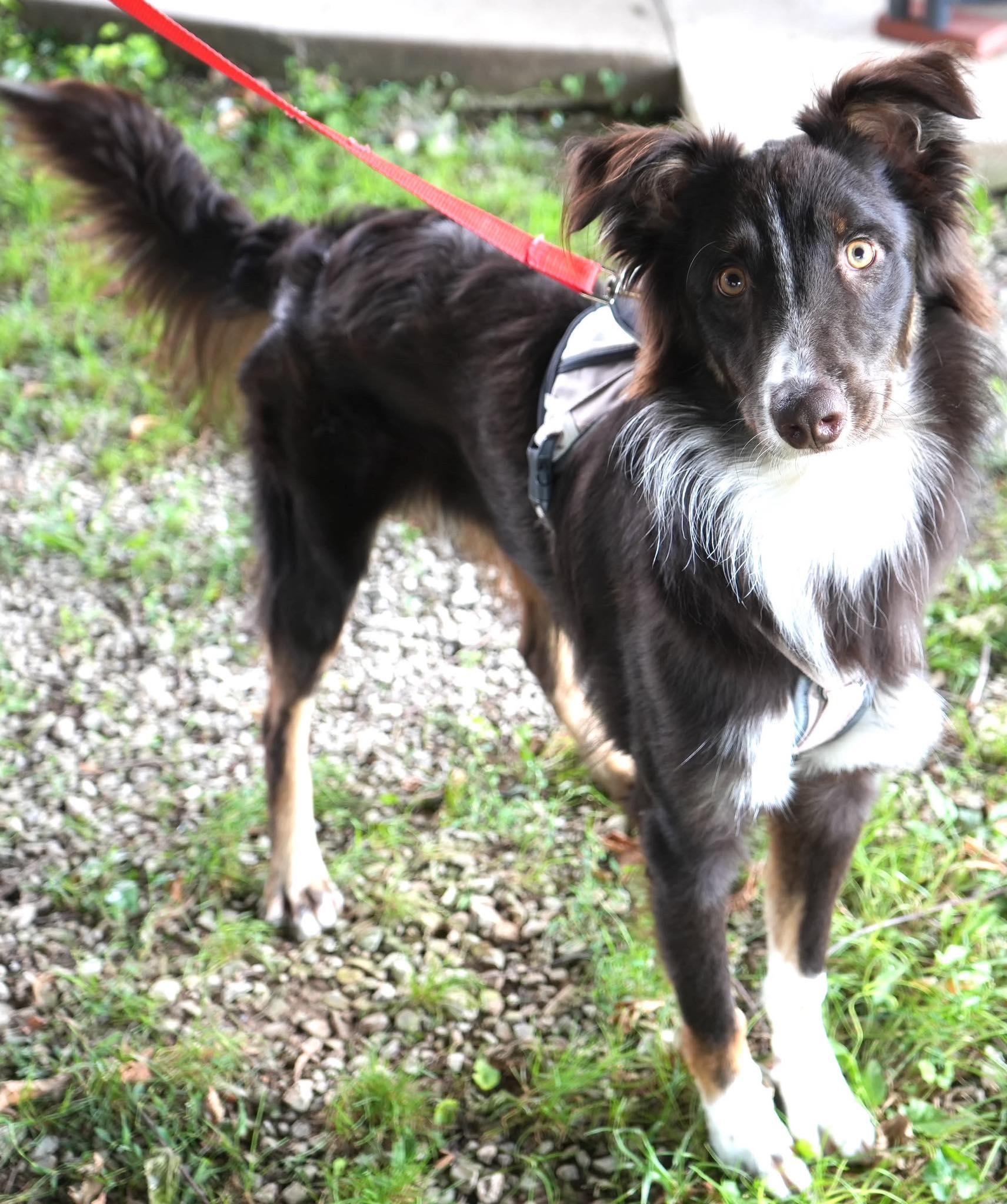Monty, Adoptable, Young Male Border Collie.