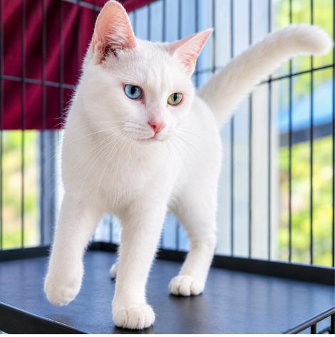Enlarge Mr Peabody (Courtesy Posting), a Adoptable mixed breed in Hermosa Beach, CA image 2/2