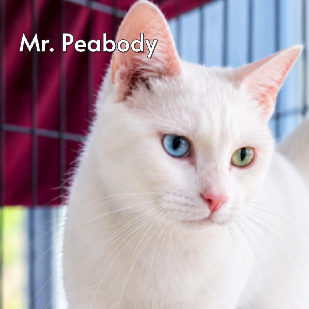 Mr Peabody (Courtesy Posting), Adoptable, Adult Male Domestic Short Hair & American Shorthair.