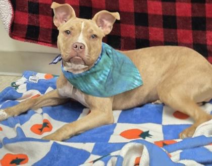 Ren, a ADOPTABLE Mixed Breed in Hamilton, OH image 2/2