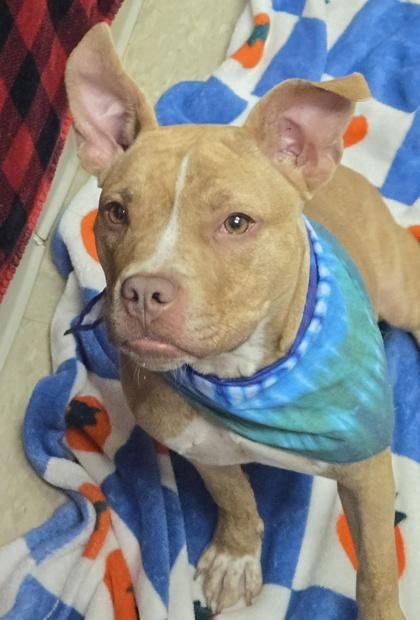 Ren, ADOPTABLE, Puppy Female Mixed Breed.