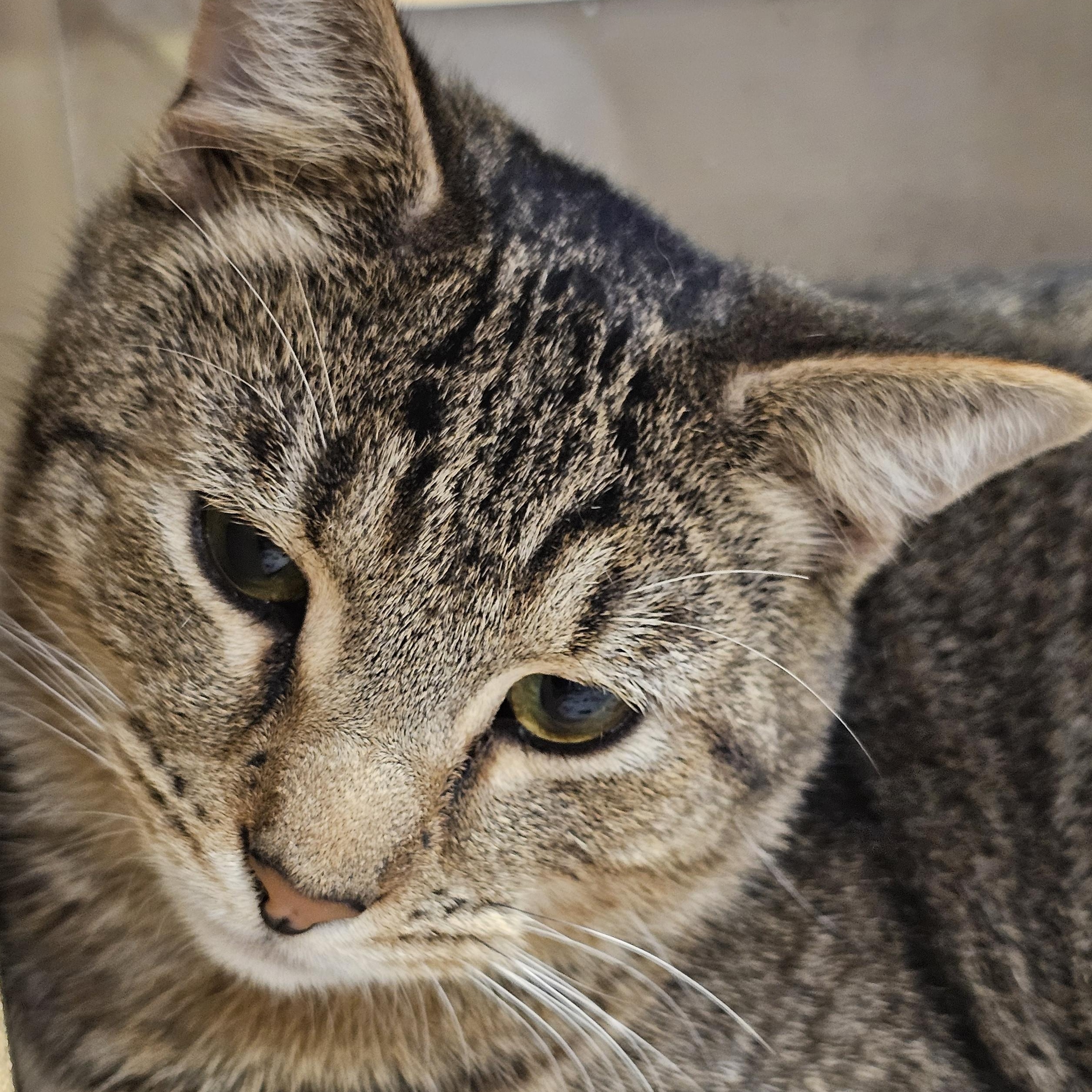 Waffle, a Adoptable Tabby in Richmond, VA image 3/6