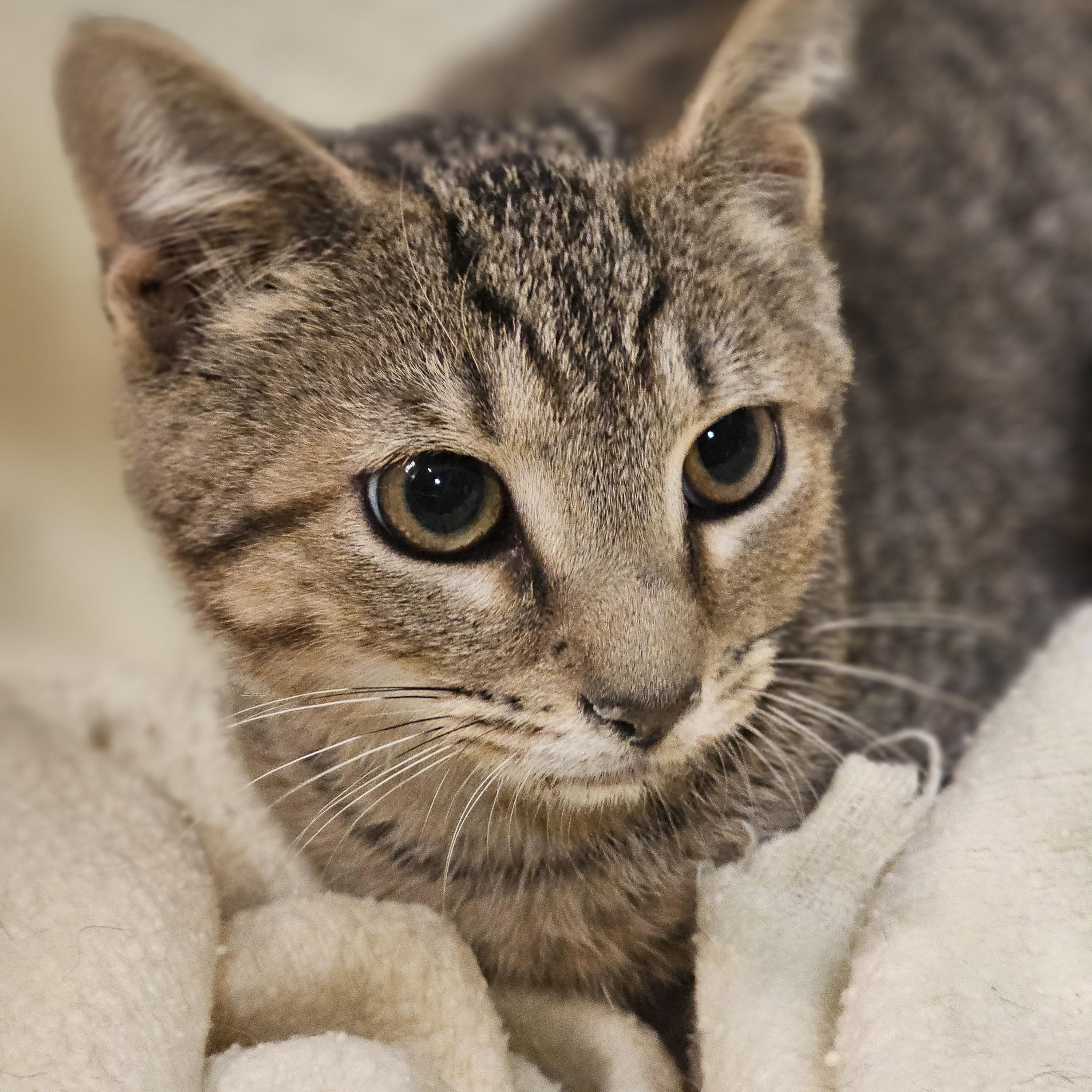 Waffle, a Adoptable Tabby in Richmond, VA image 5/6