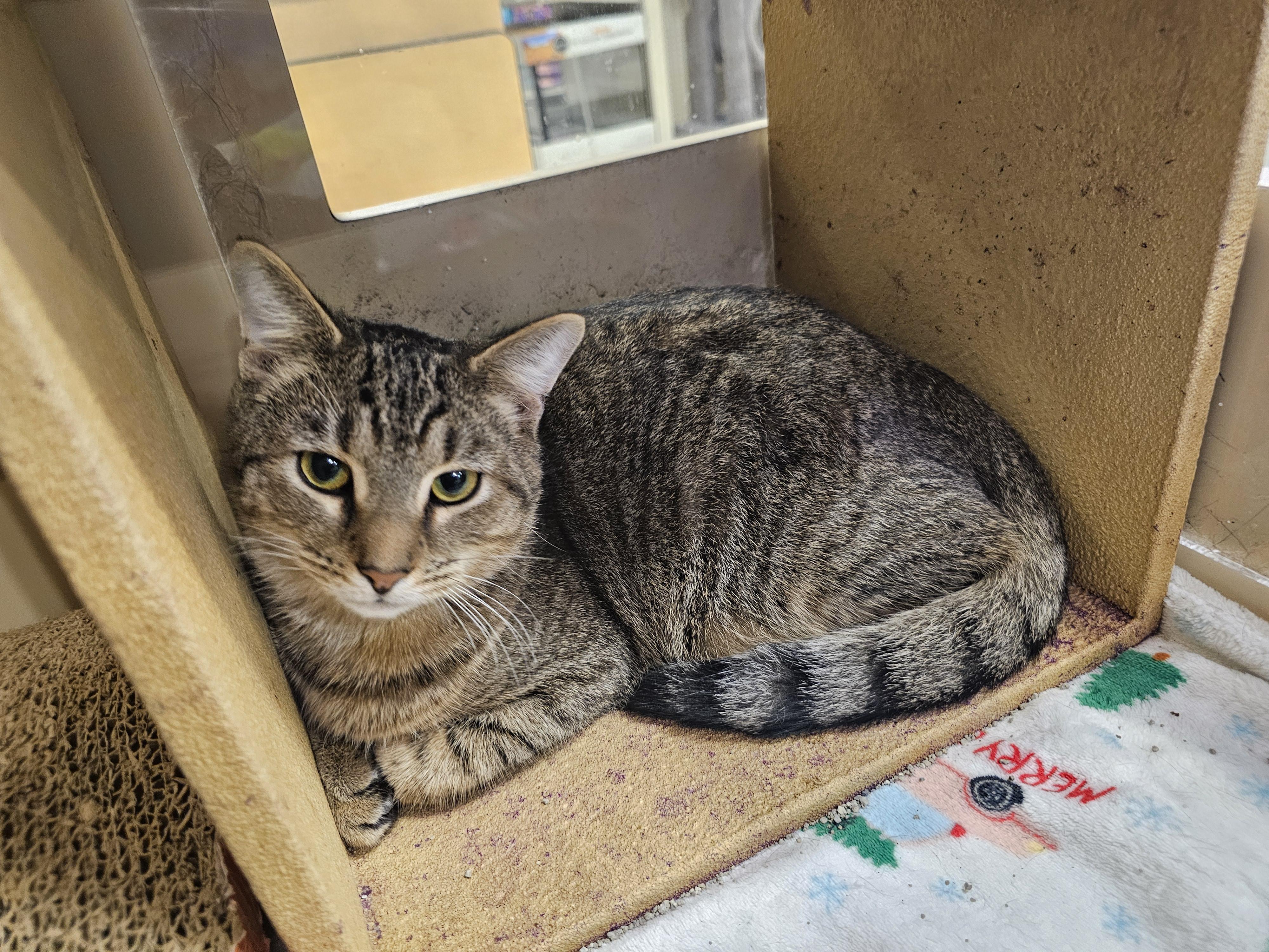 Waffle, a Adoptable Tabby in Richmond, VA image 1/6