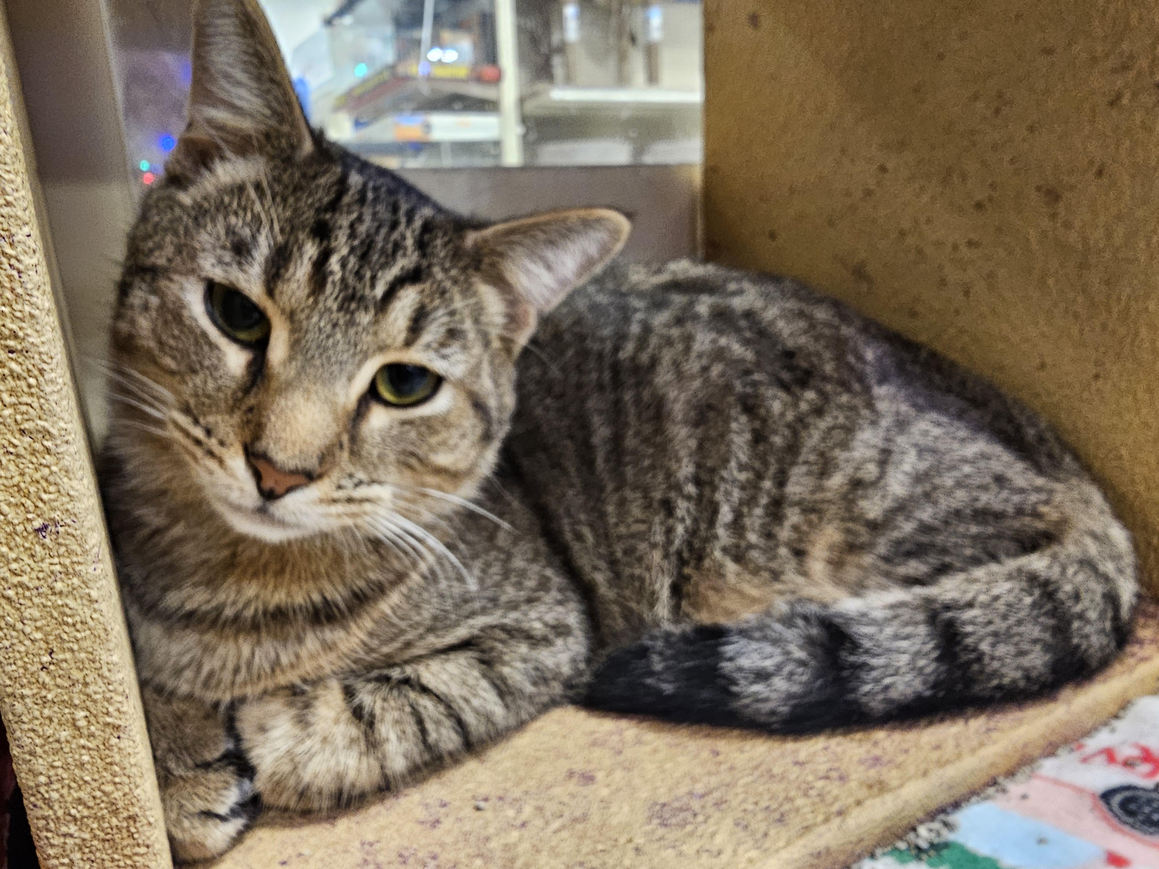 Waffle, a Adoptable Tabby in Richmond, VA image 4/6