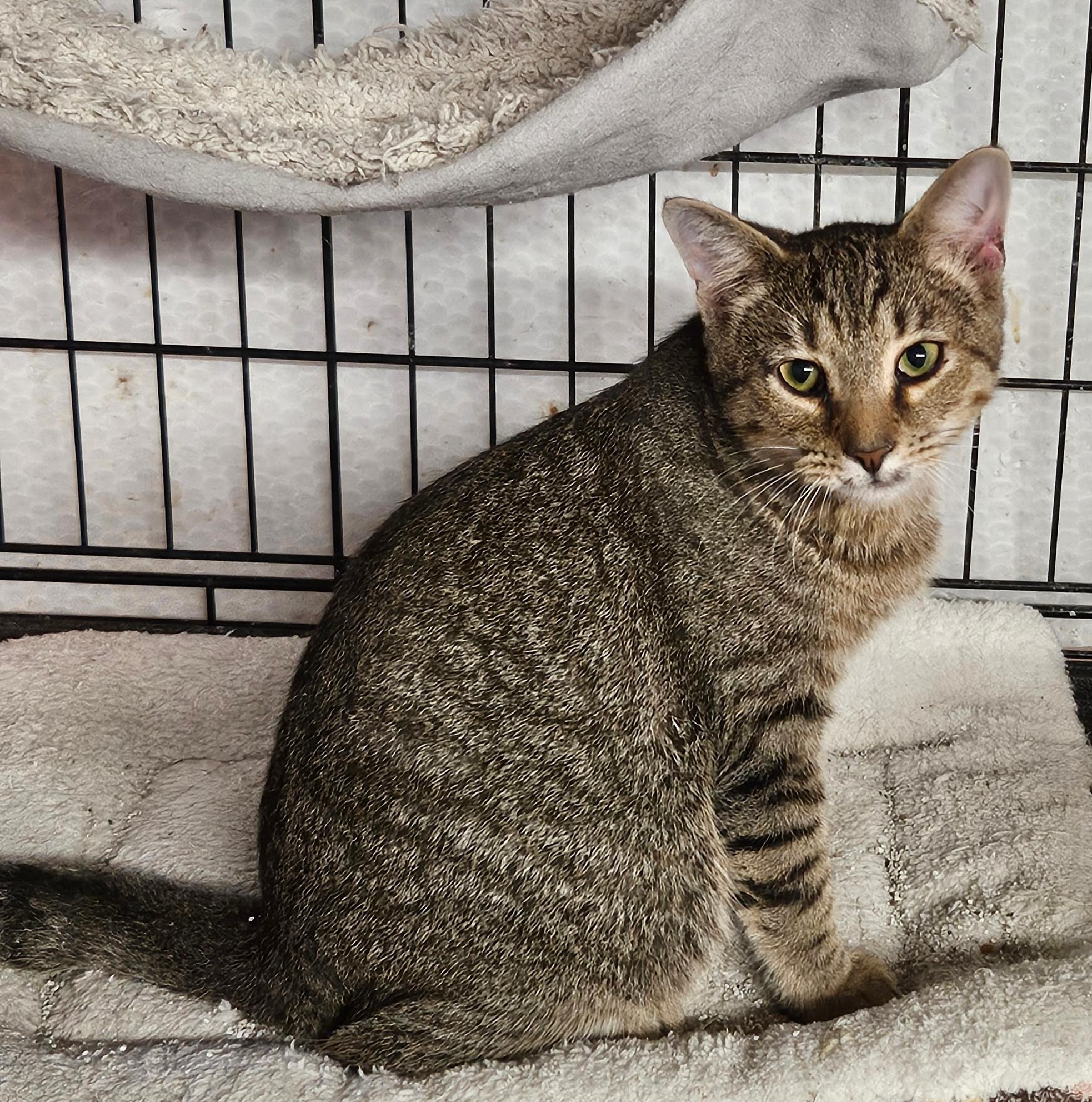 Waffle, a Adoptable Tabby in Richmond, VA image 6/6