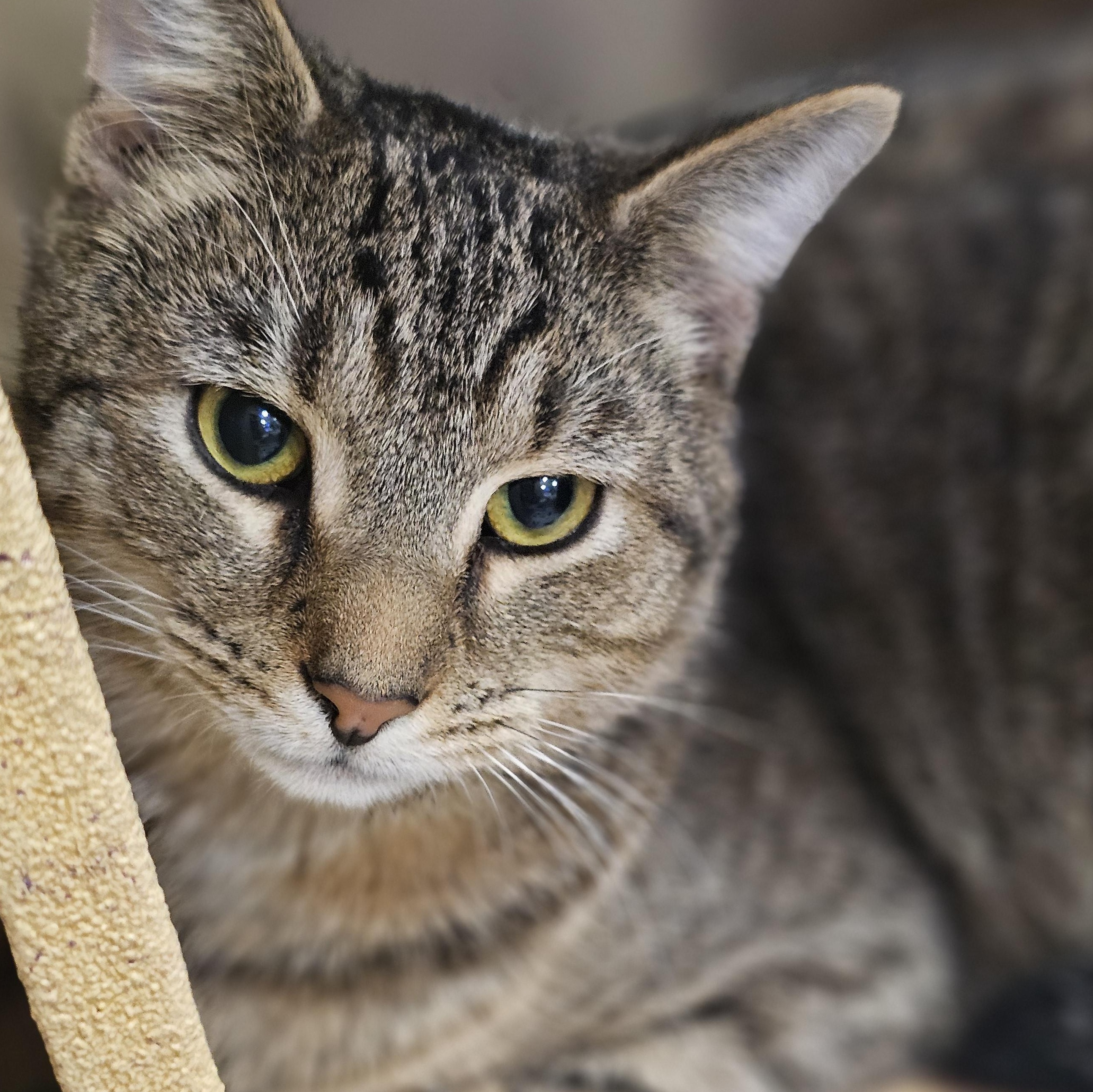 Waffle, a Adoptable Tabby in Richmond, VA image 2/6