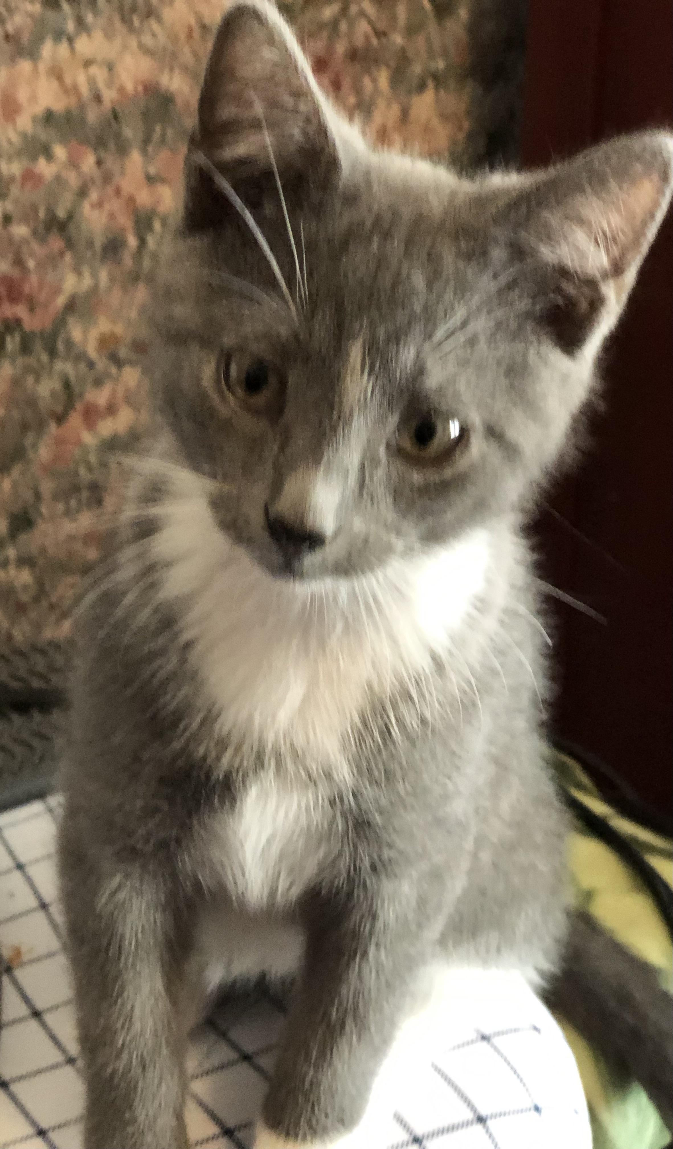 Spark, adopted, Kitten Male Domestic Short Hair.