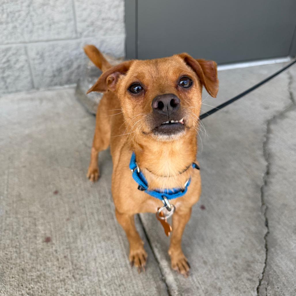 Membrillo, a Adoptable Mixed Breed in Bend, OR image 1/3