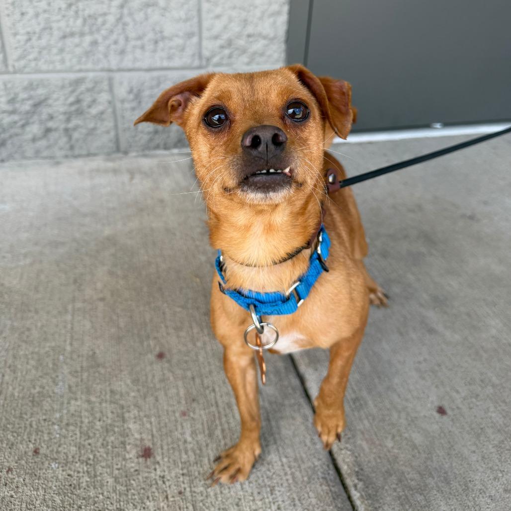 Membrillo, a Adoptable Mixed Breed in Bend, OR image 2/3