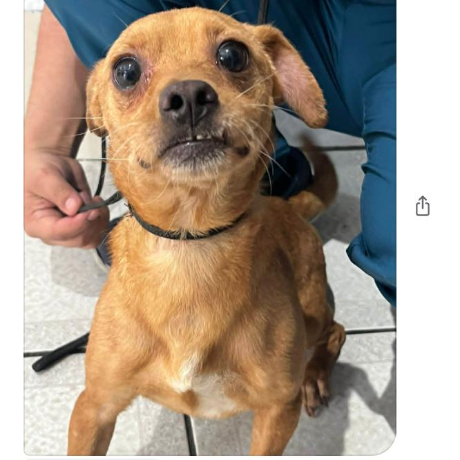 Membrillo, a Adoptable Mixed Breed in Bend, OR image 3/3