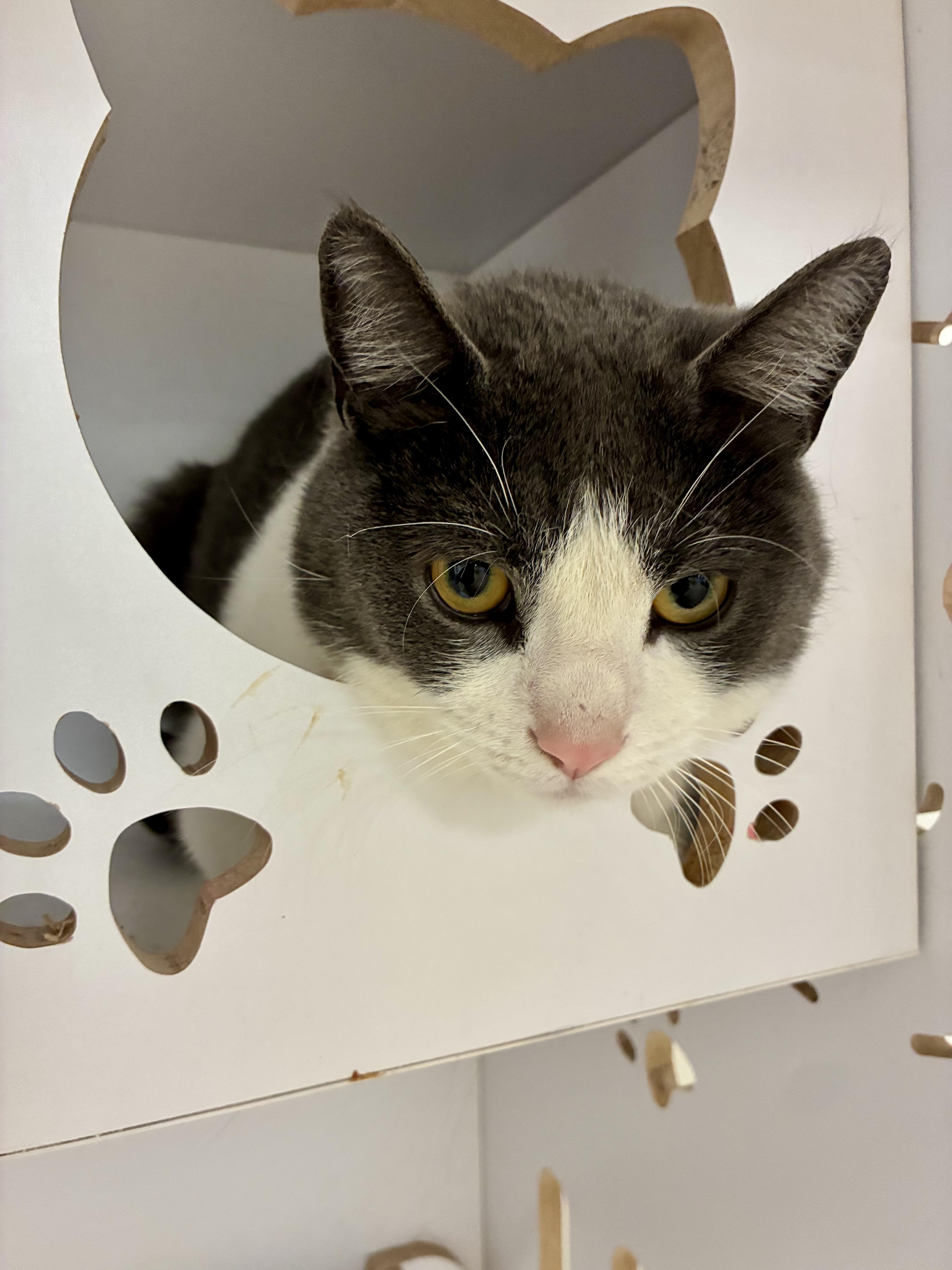 Bandit, a ADOPTABLE Tuxedo in Bethel, CT image 3/6