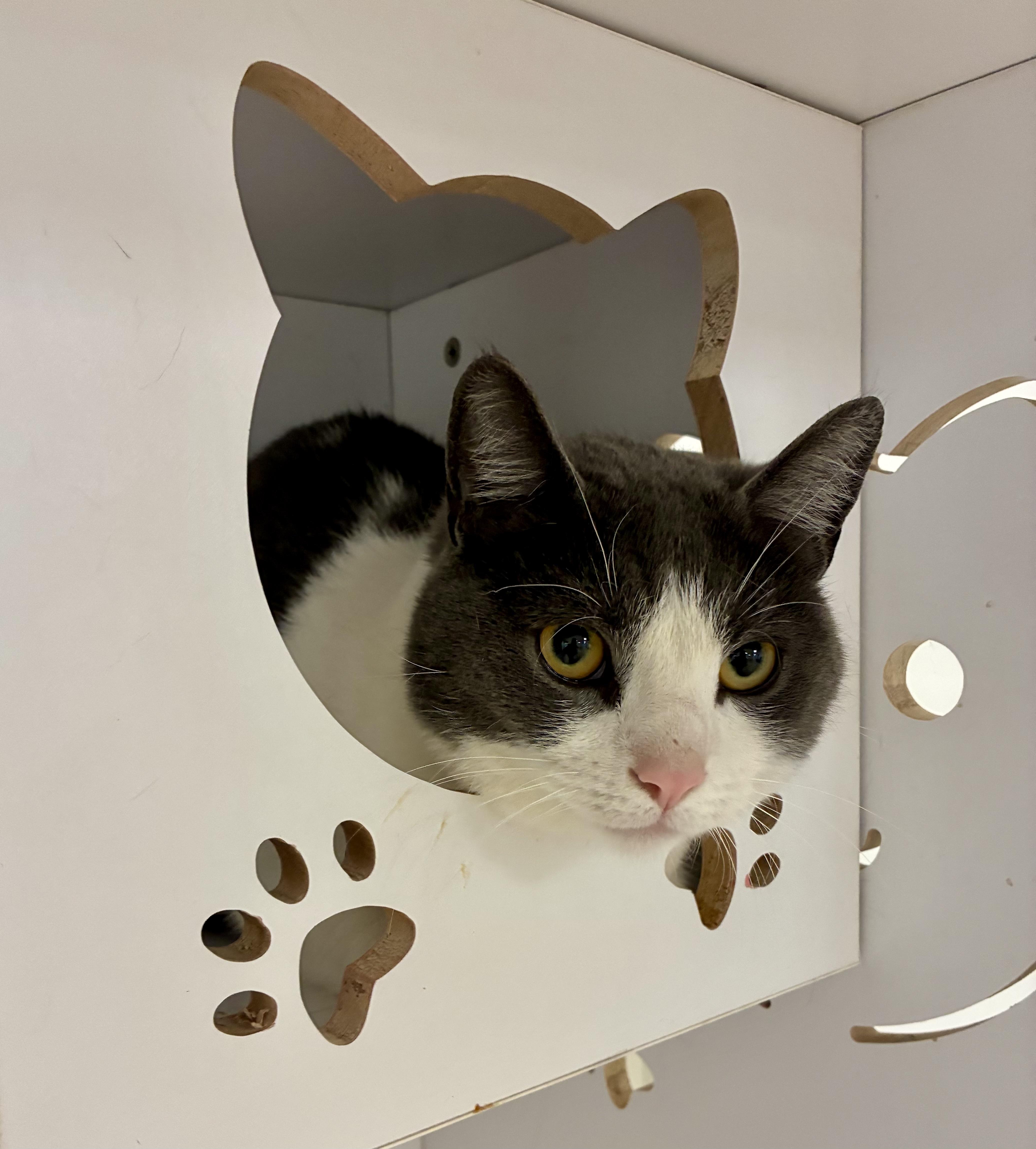 Bandit, a ADOPTABLE Tuxedo in Bethel, CT image 5/6