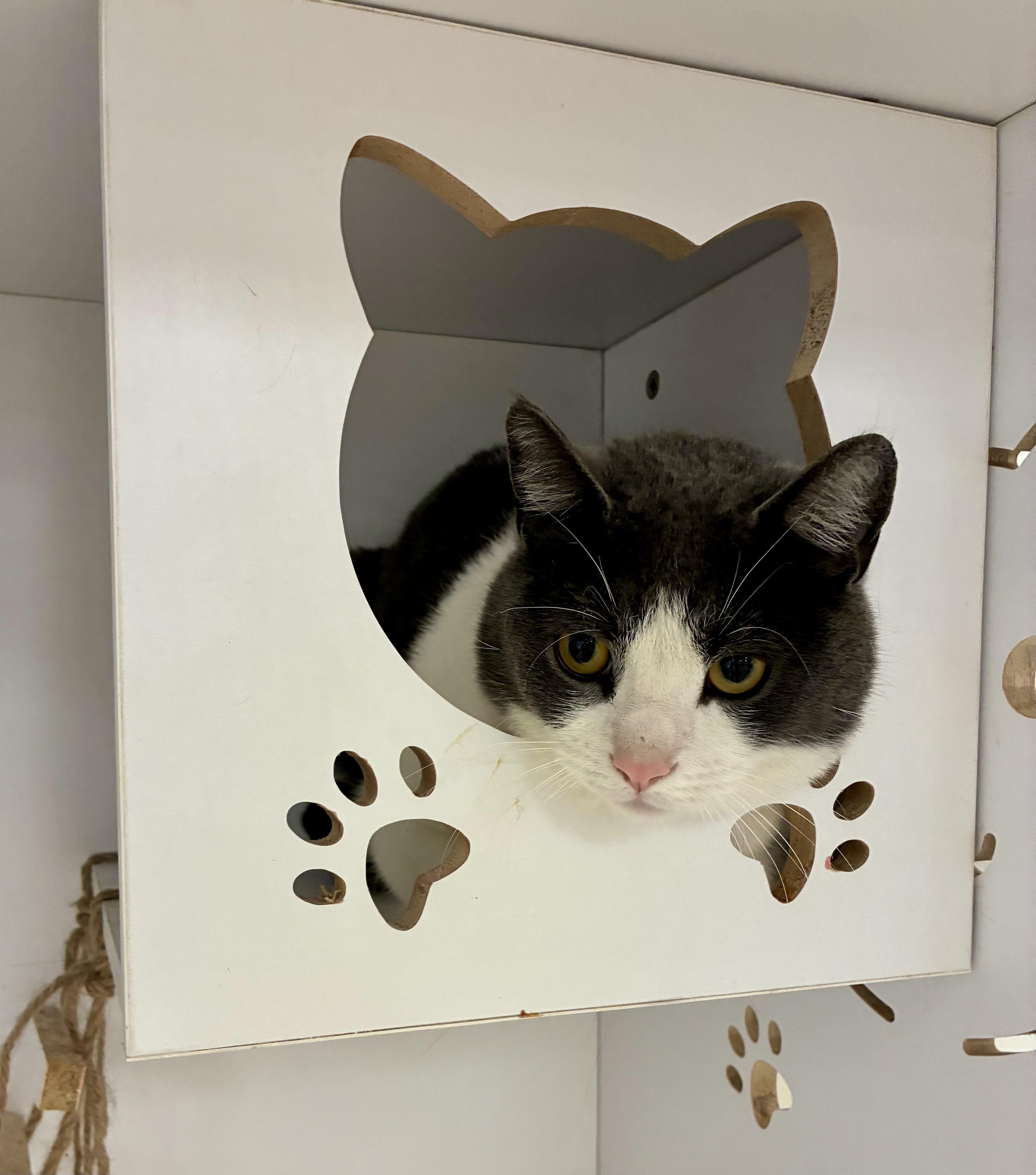 Bandit, a ADOPTABLE Tuxedo in Bethel, CT image 6/6