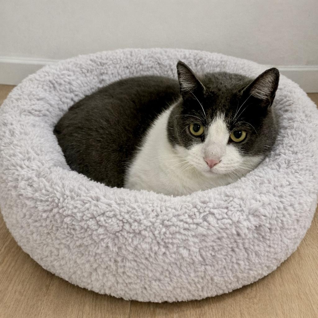 Bandit, ADOPTABLE, Young Male Tuxedo.