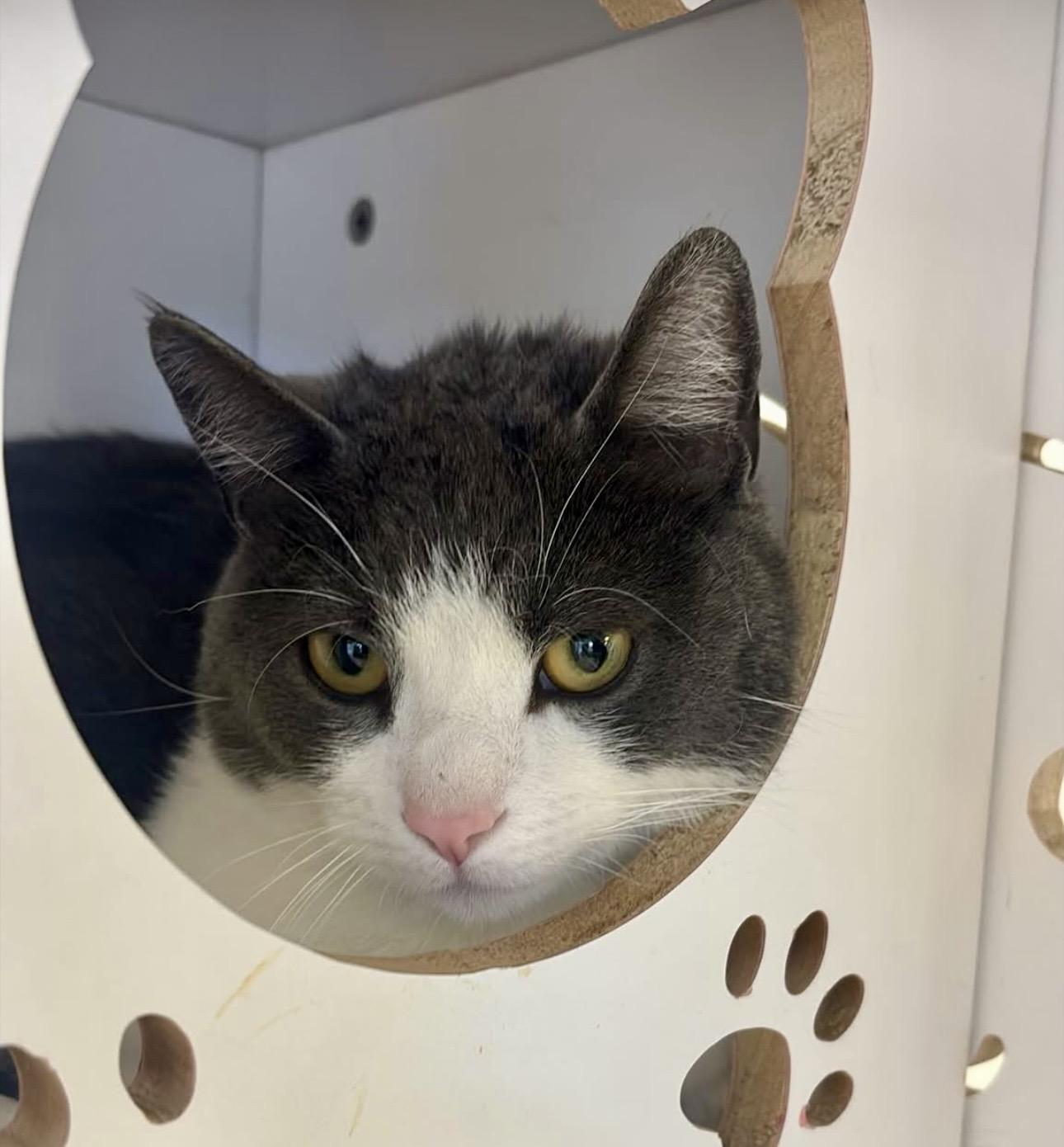 Bandit, a ADOPTABLE Tuxedo in Plainville, CT image 5/6