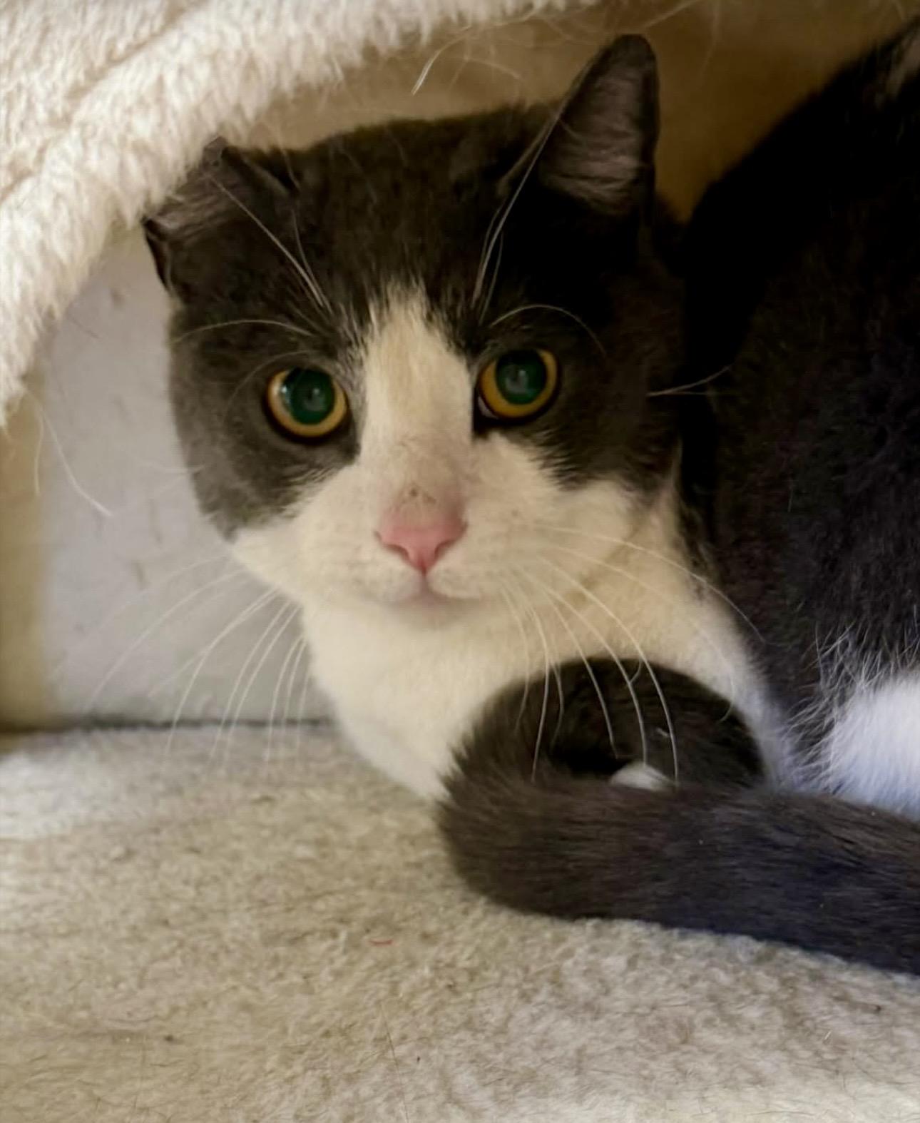 Bandit, a ADOPTABLE Tuxedo in Bethel, CT image 4/6
