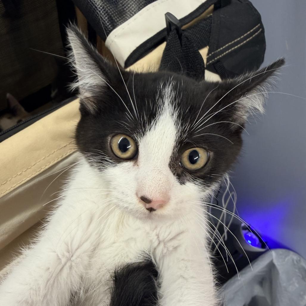 Enlarge Burrito, a Adoptable Domestic Short Hair in Mount Vernon, IL image 1/1
