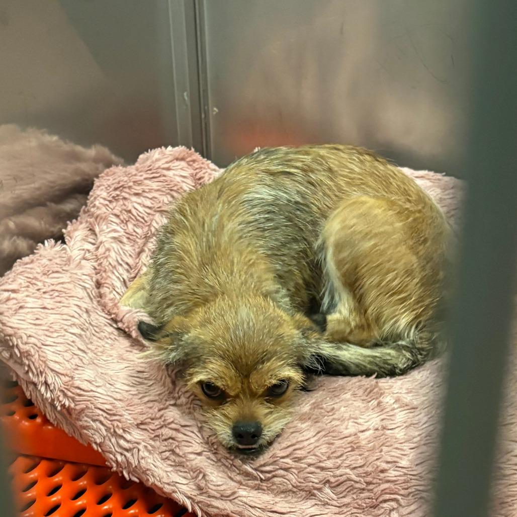 Enlarge Poppy, a Adoptable mixed breed in Royse City, TX image 1/1