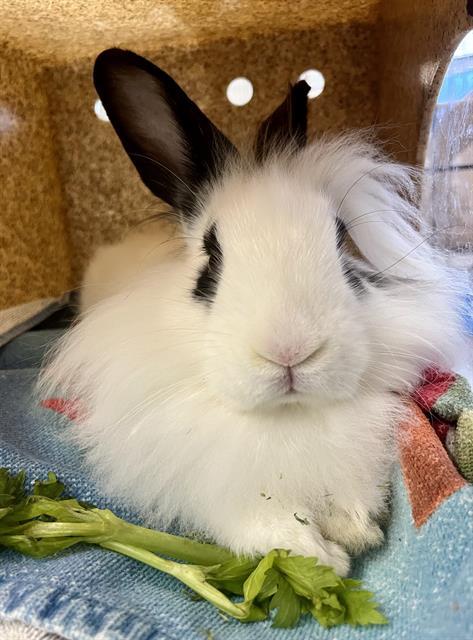 CHARLIE, Adoptable, Baby Male Bunny Rabbit.