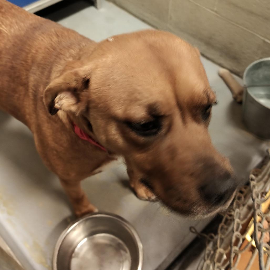 Brandy, Adoptable, Adult Female Mixed Breed.