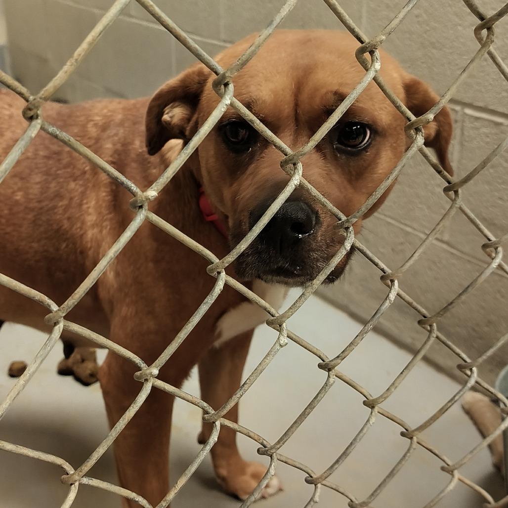 Enlarge Brandy, a Adoptable Mixed Breed in Beckley, WV image 1/3