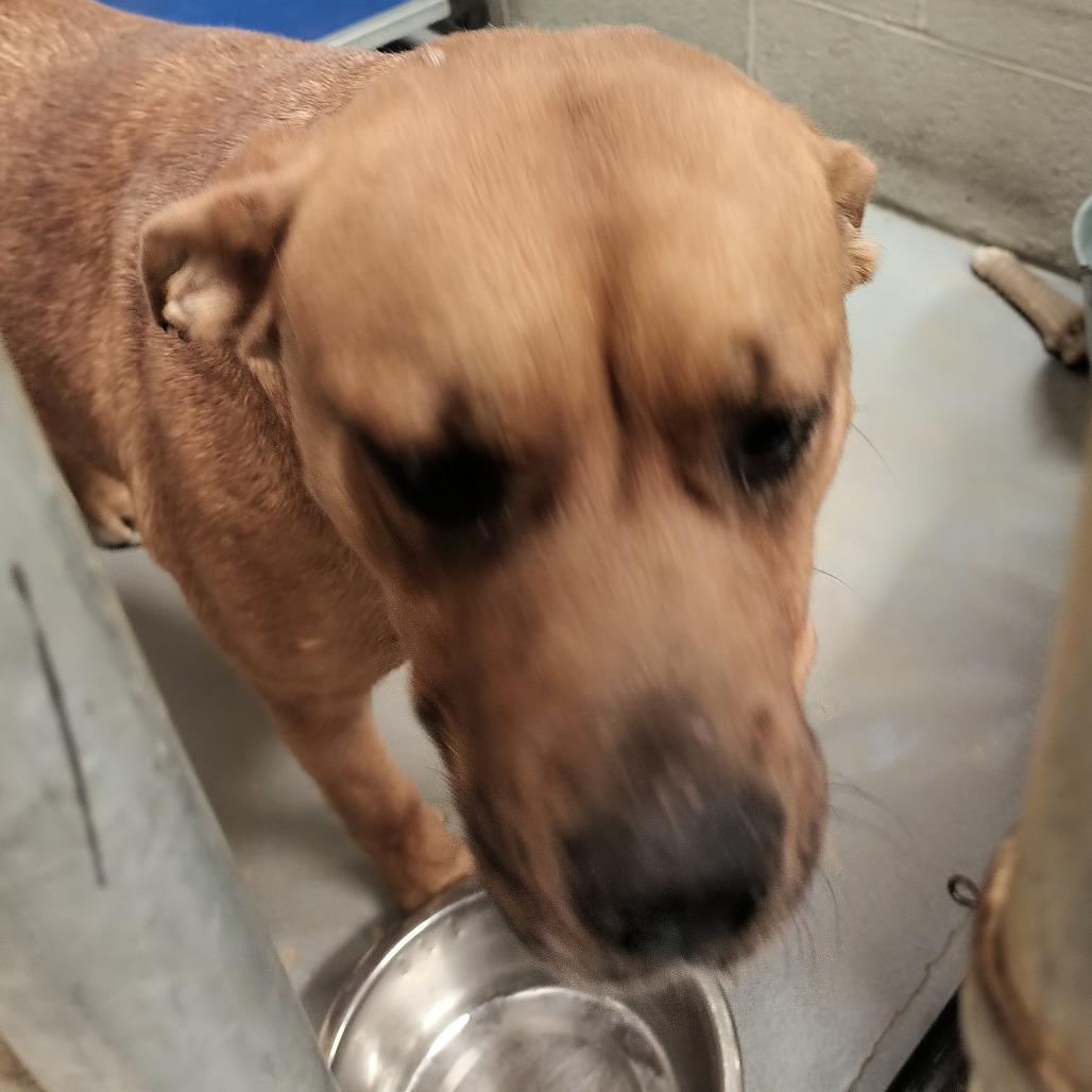 Enlarge Brandy, a Adoptable Mixed Breed in Beckley, WV image 3/3