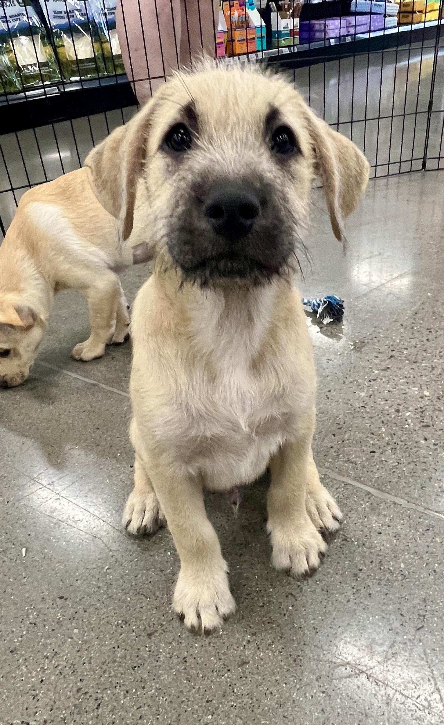 Enlarge Gideon, a Adoptable mixed breed in El Cajon, CA image 3/3