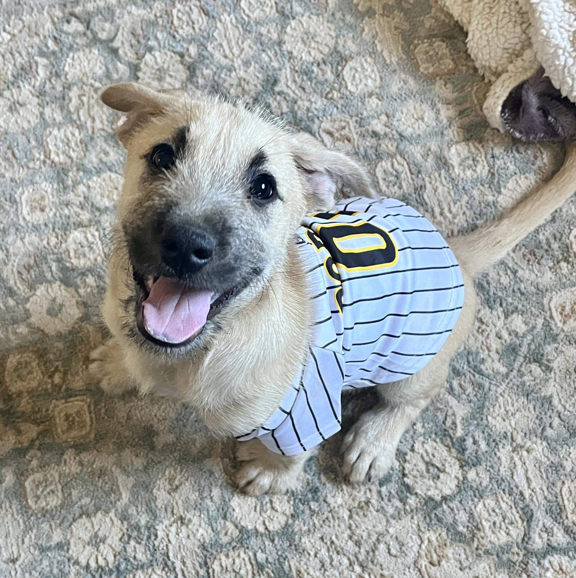 Enlarge Gideon, a Adoptable mixed breed in El Cajon, CA image 1/3