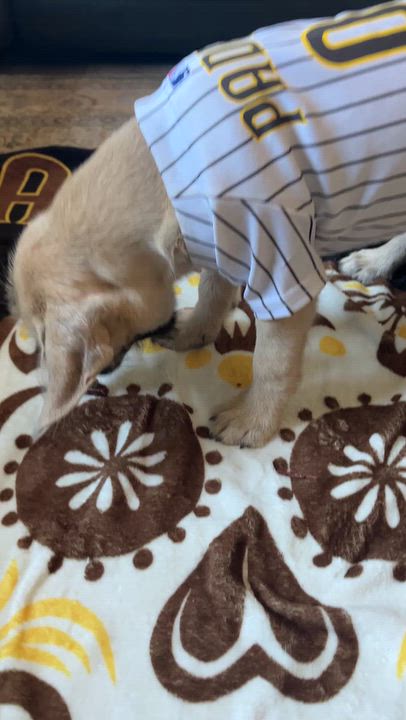 Enlarge Gideon, a Adoptable mixed breed in El Cajon, CA video 2/3