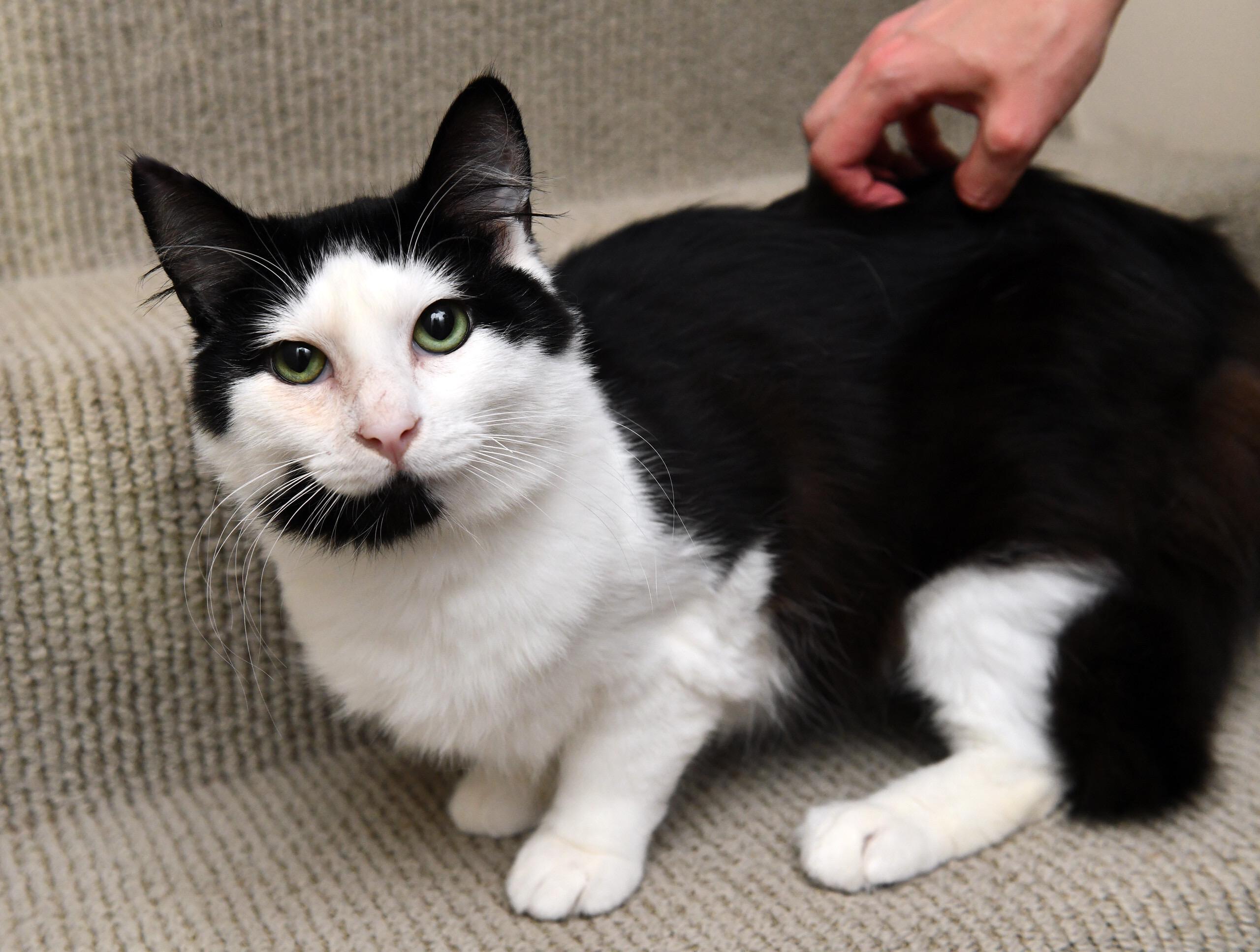 Arya, a Adoptable Domestic Medium Hair in Seattle, WA image 4/6