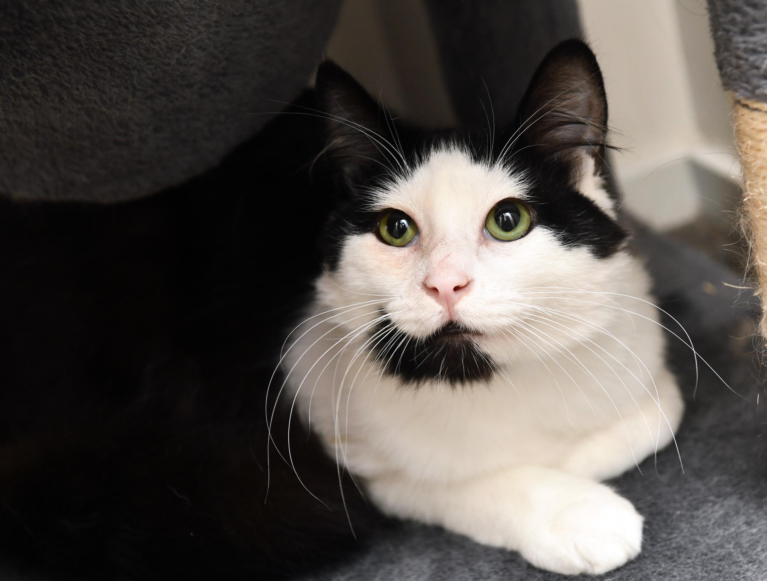 Arya, a Adoptable Domestic Medium Hair in Seattle, WA image 3/6