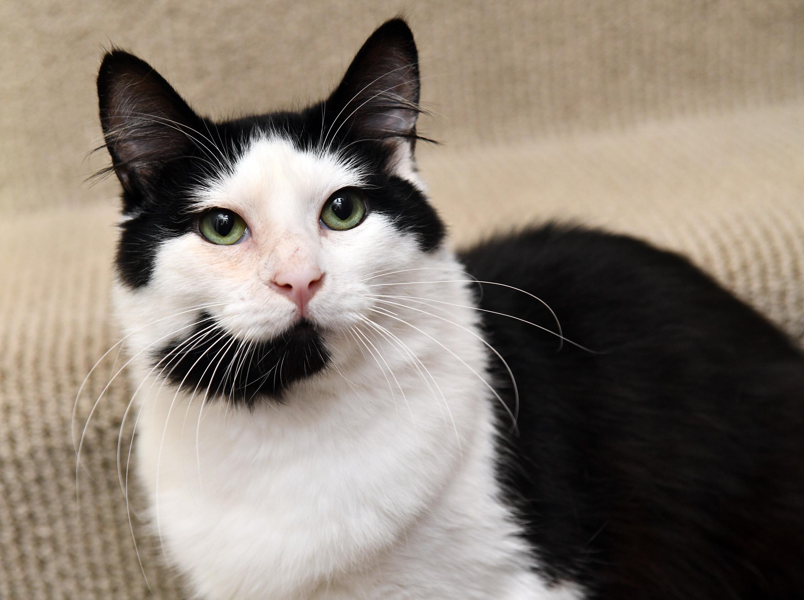 Arya, a Adoptable Domestic Medium Hair in Seattle, WA image 6/6