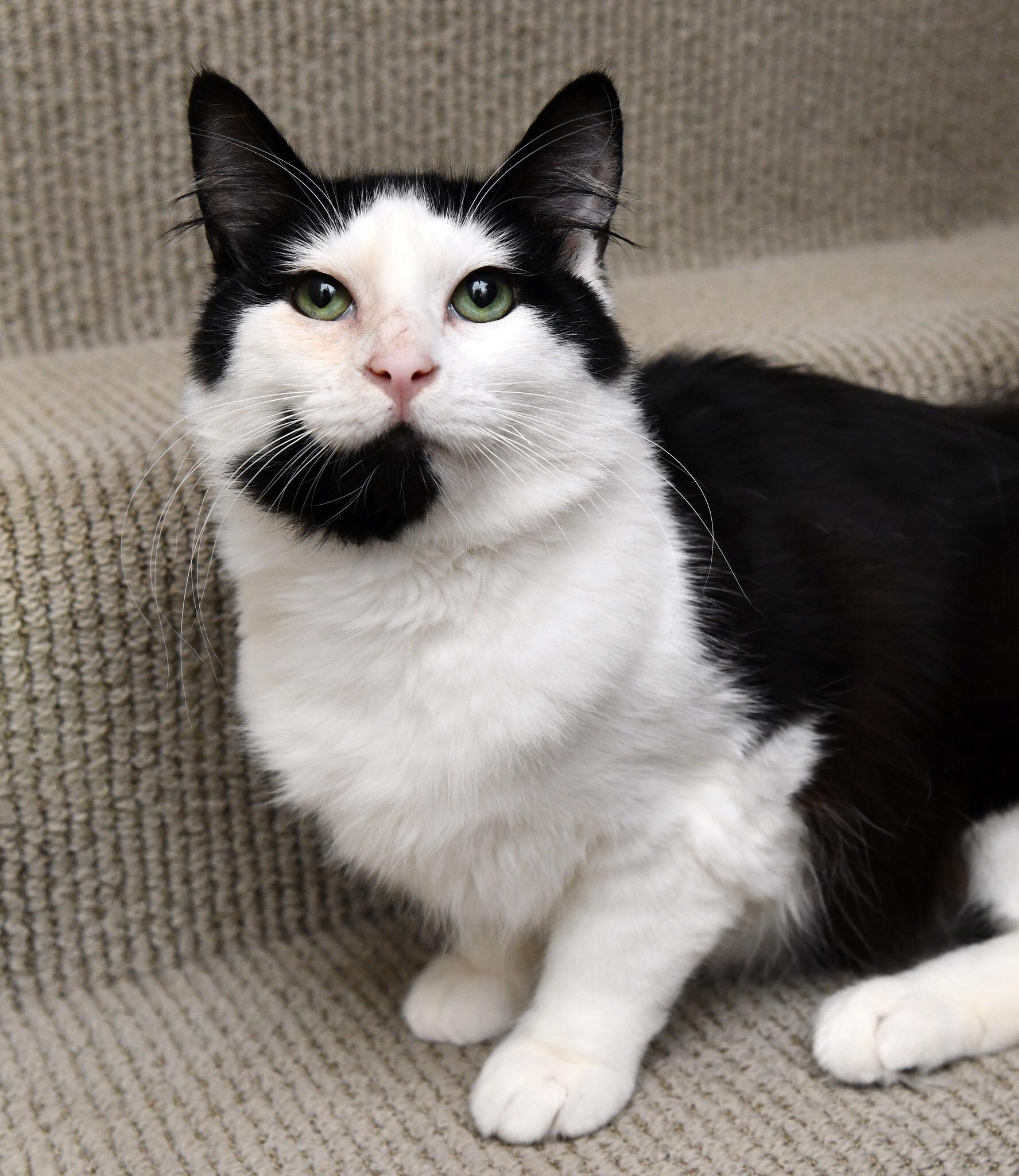 Arya, a Adoptable Domestic Medium Hair in Seattle, WA image 5/6