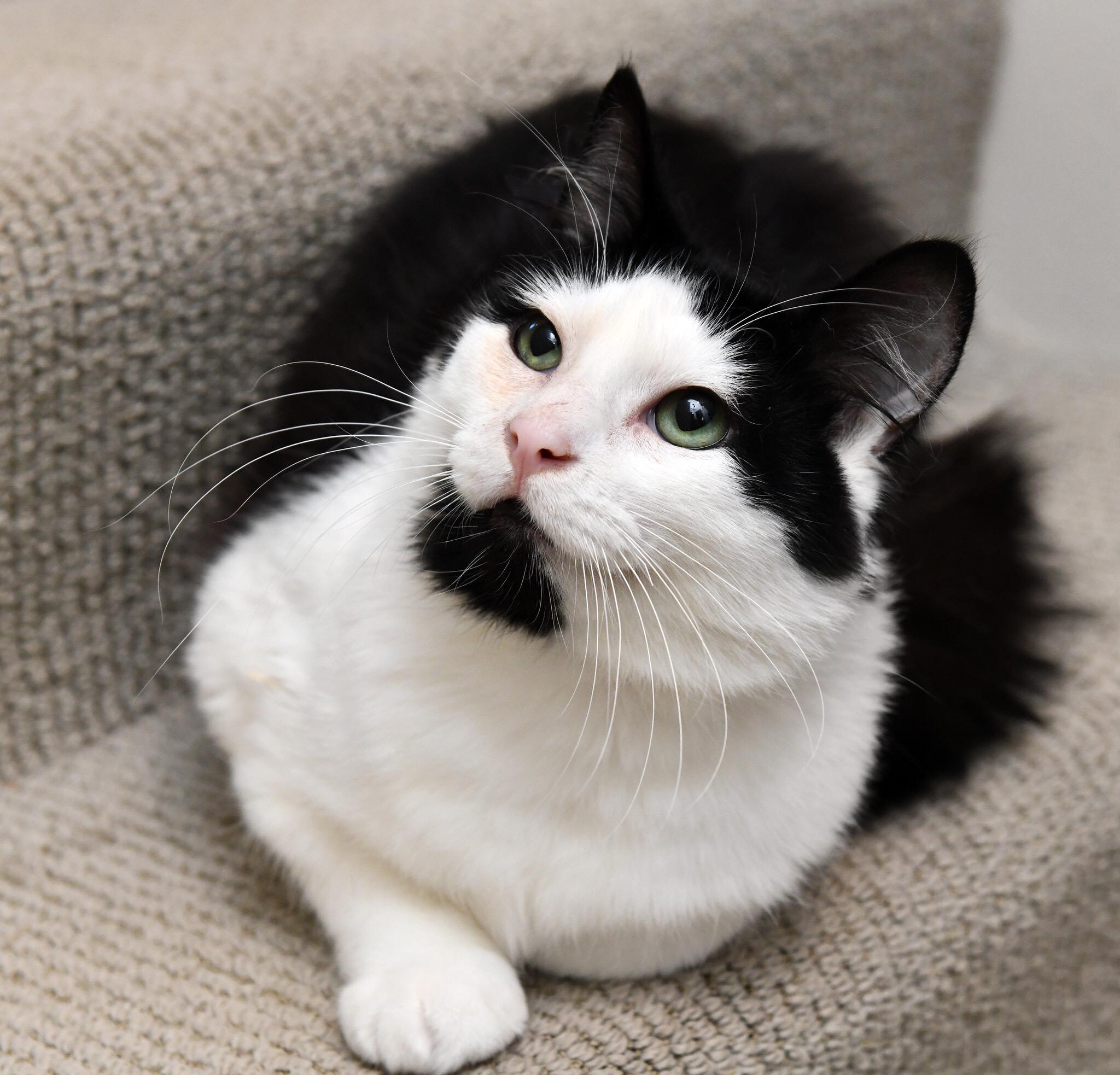 Arya, a Adoptable Domestic Medium Hair in Seattle, WA image 1/6