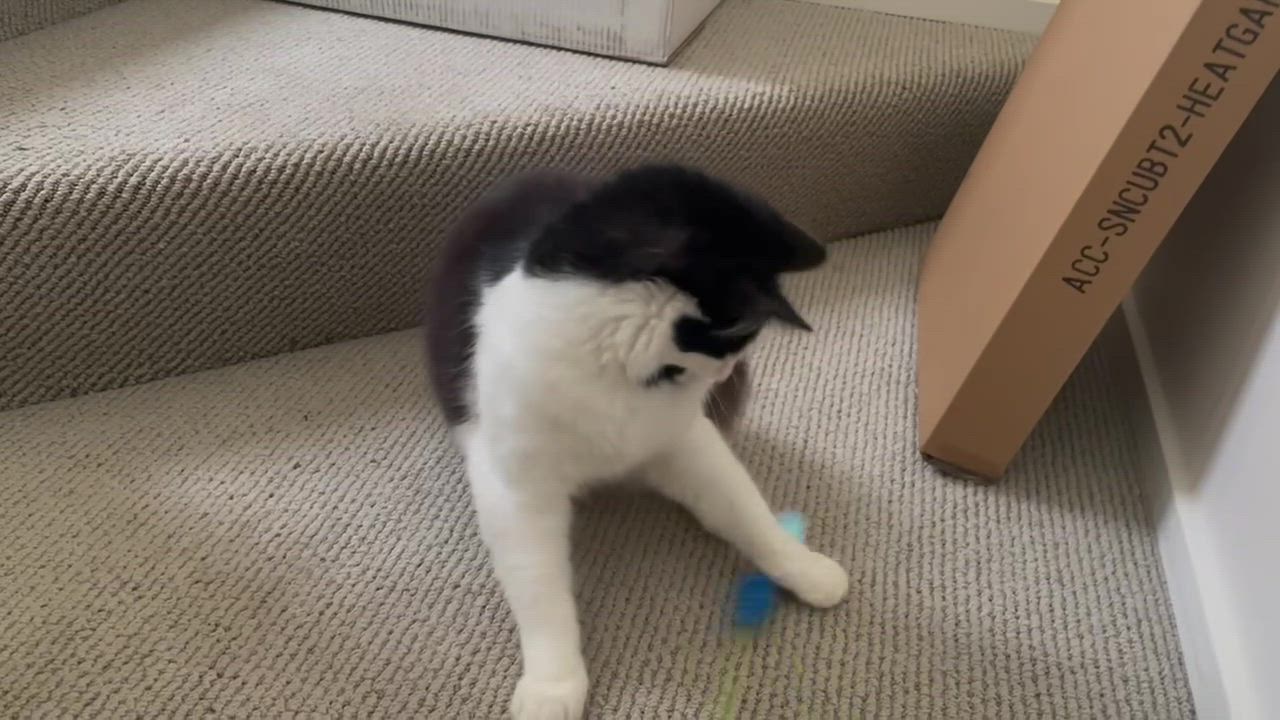 Enlarge Arya, a Adoptable Domestic Medium Hair in Seattle, WA video 2/6