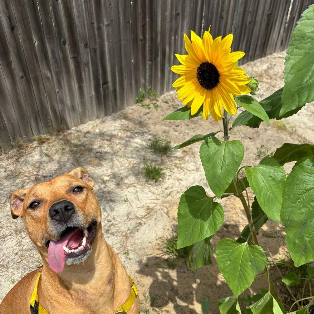 Enlarge Molly, a Adoptable Mixed Breed in New York, NY image 4/6