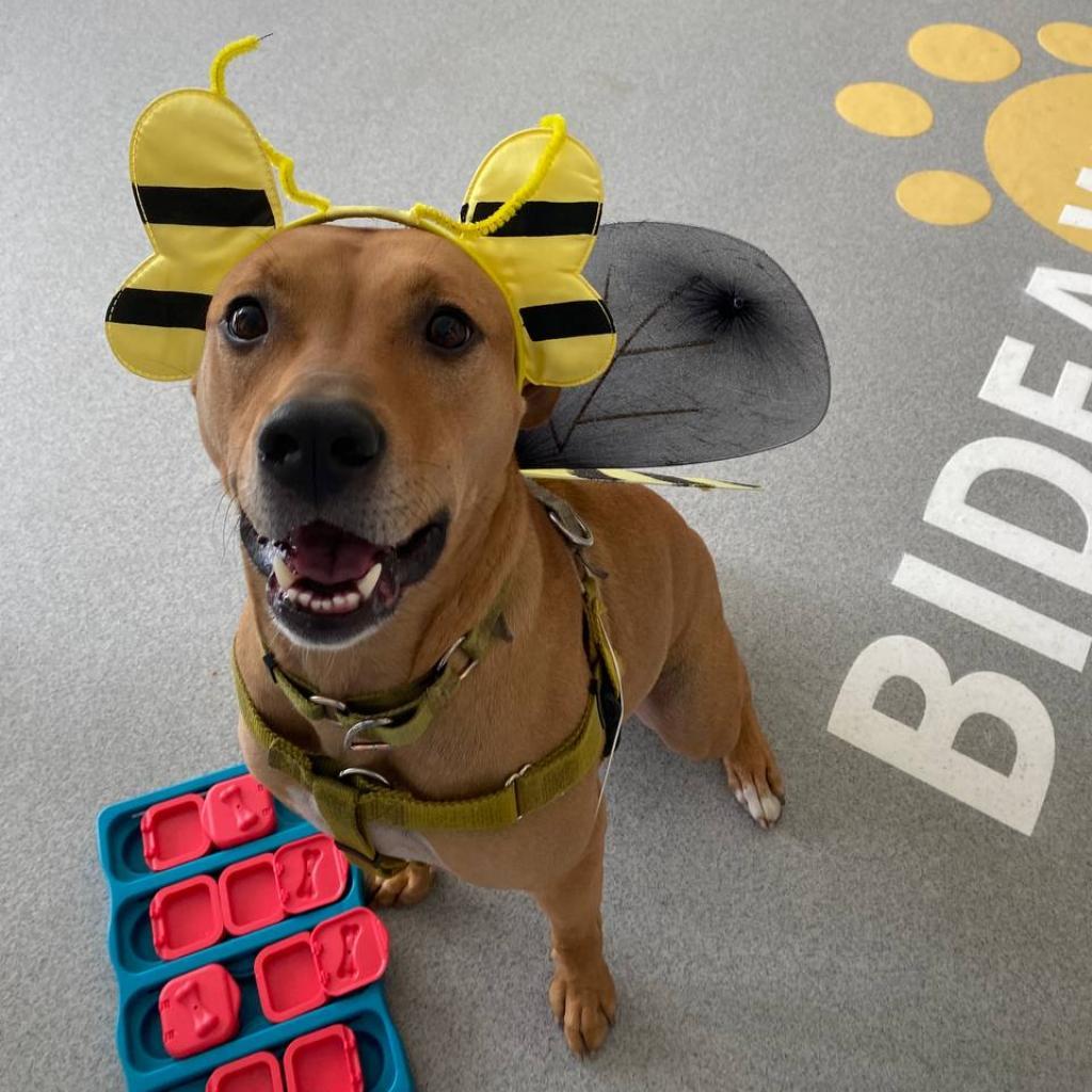 Enlarge Molly, a Adoptable Mixed Breed in New York, NY image 6/6