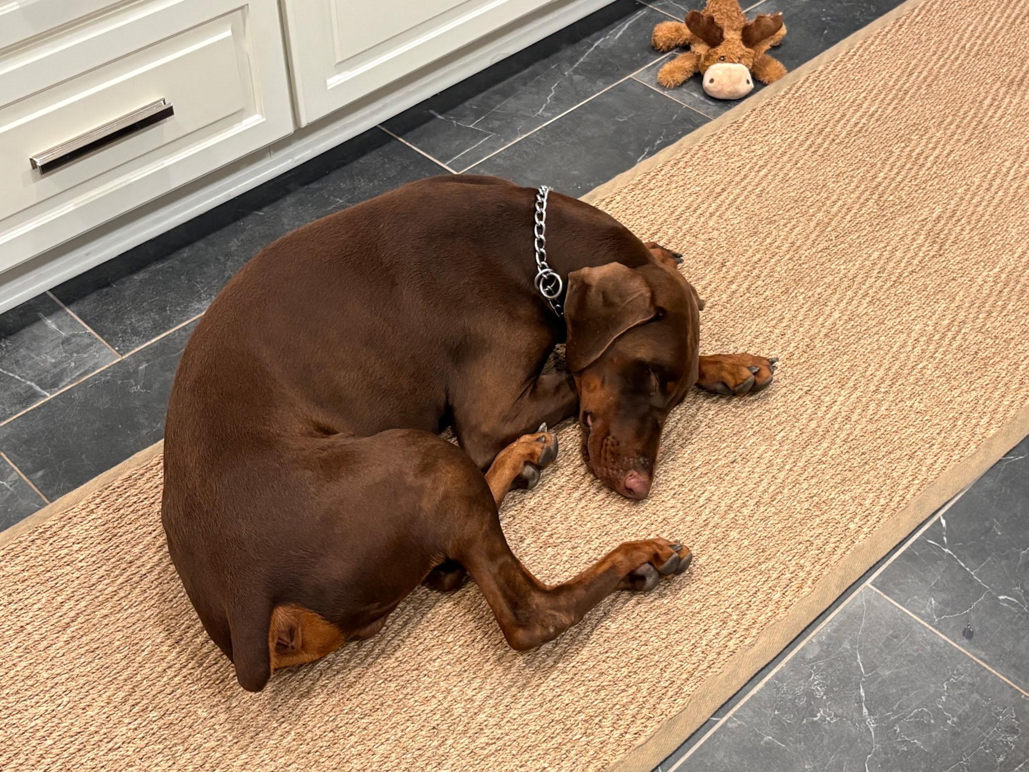 Bruce, ADOPTABLE, Young Male Doberman Pinscher.