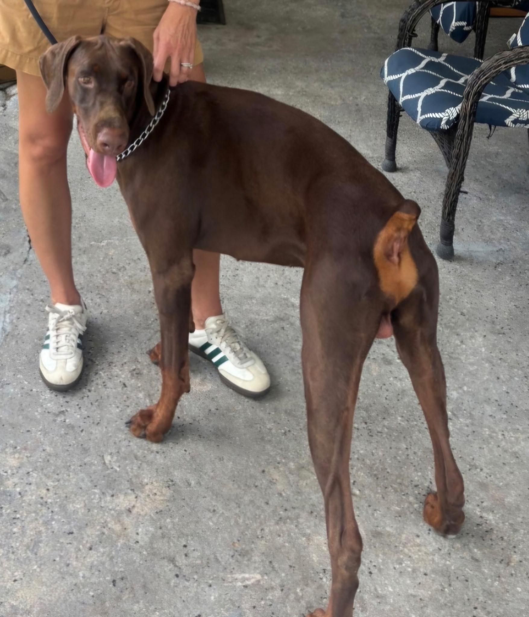 Bruce, a ADOPTABLE Doberman Pinscher in Lloyd, FL image 2/3