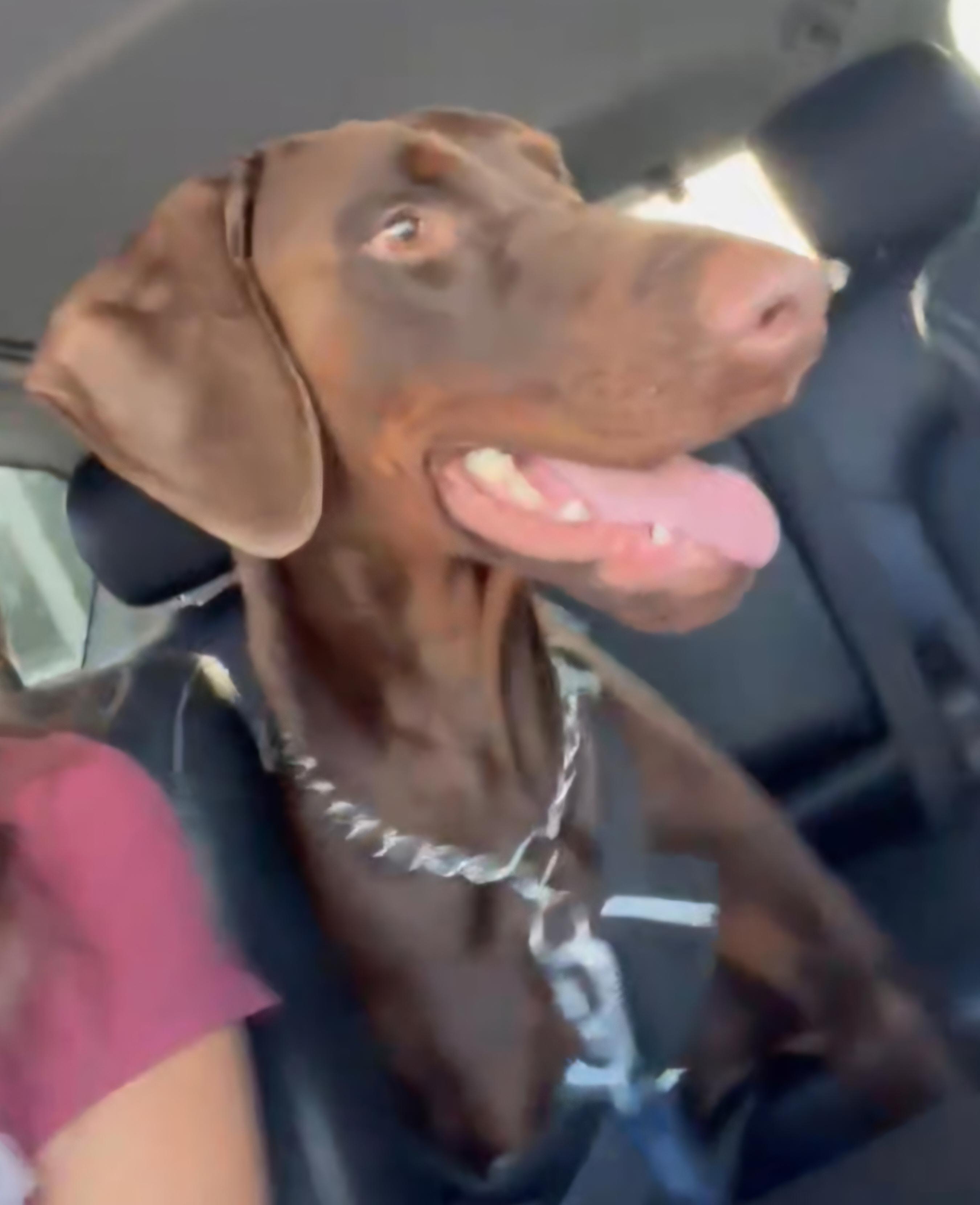 Bruce, a ADOPTABLE Doberman Pinscher in Lloyd, FL image 3/3